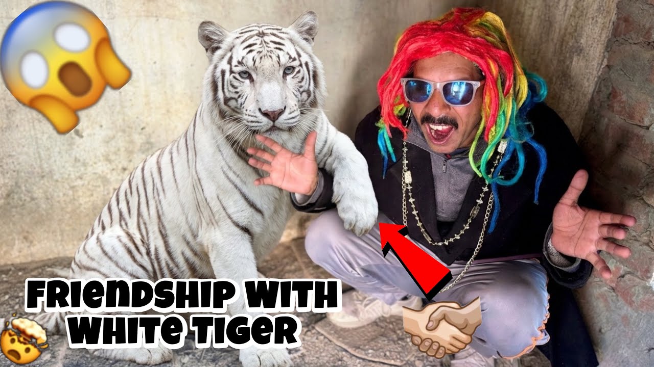 White Tiger, Say Friendship Ho Gayi ￼🤝🥳 @PetHouse786 