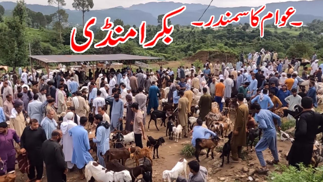 Bakra mandi dongi mandi kotli mirpur Ajk pakistan |beetal goat rajanpuri in bakra mandi kotli mirpur