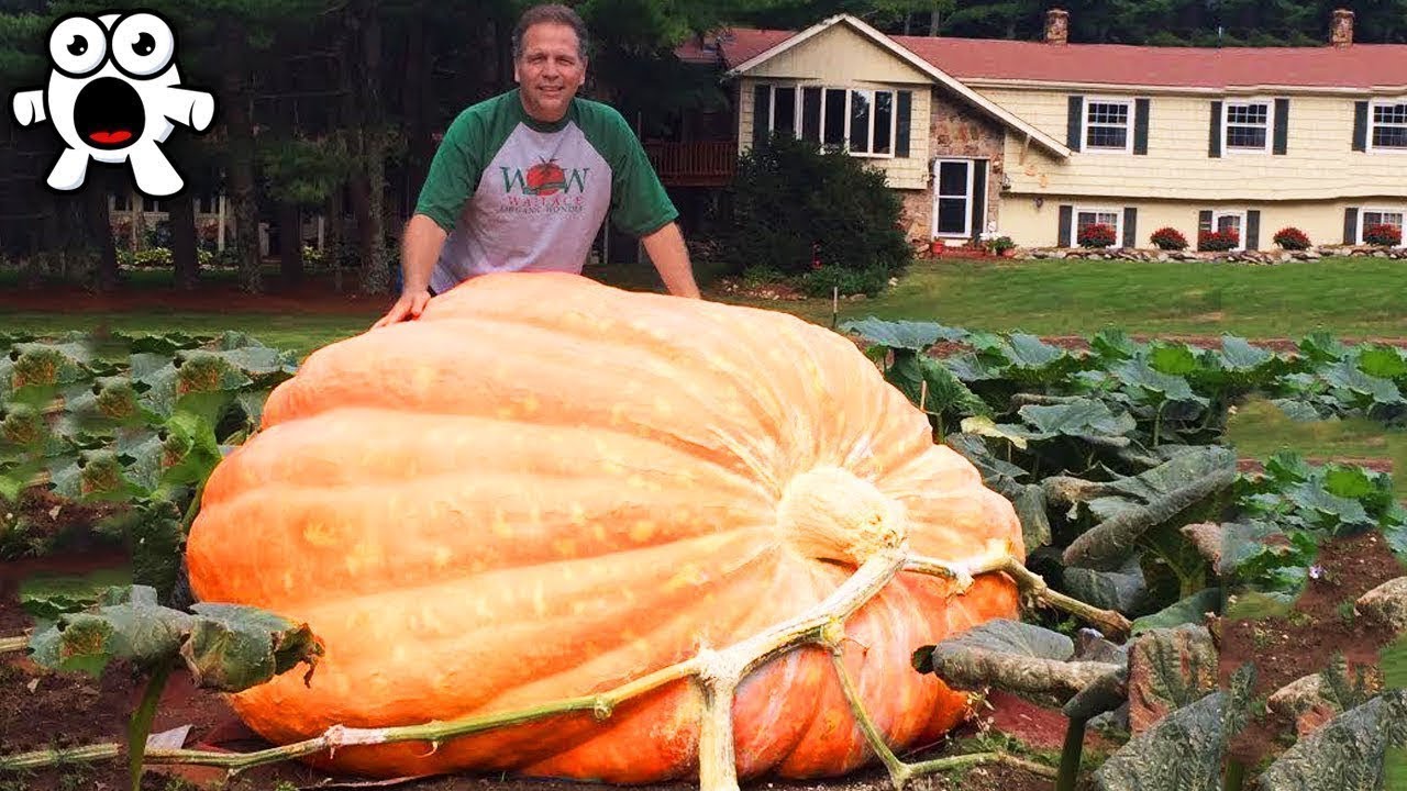 The Biggest Fruit & Vegetables Ever Created