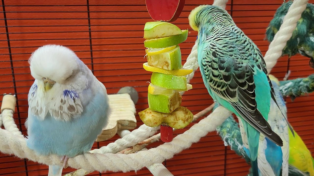 7 hours of budgie sounds