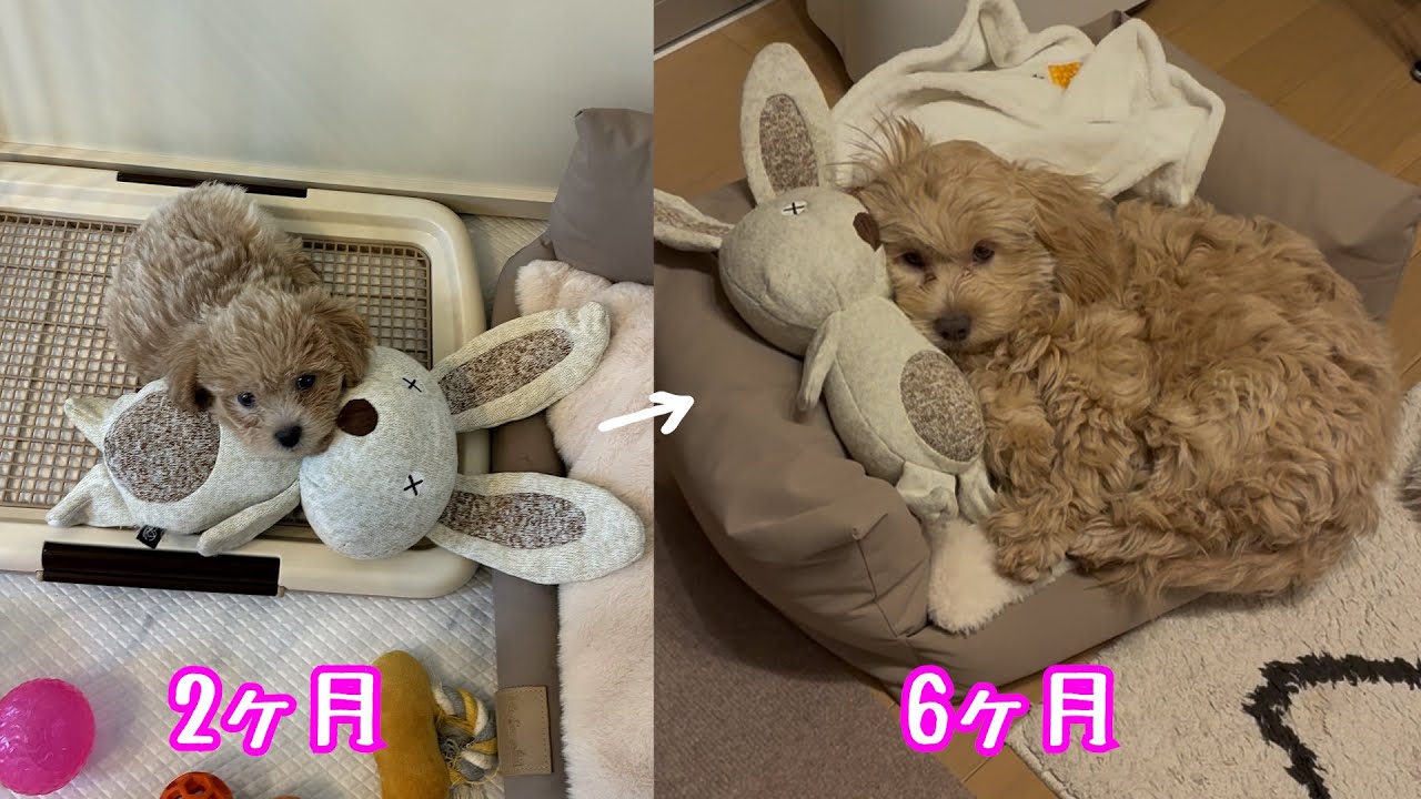 【体重10倍】4ヶ月でペキプーがここまで大きくなりました。