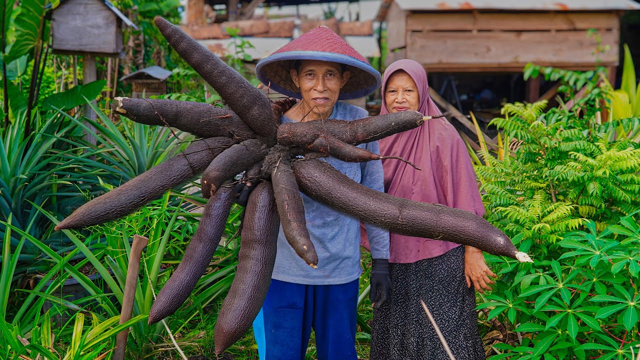 Panen Singkong Mentega Jumbo di Kebun | Masak Kue Talam Tape Singkong, Tumis Labnu Siam, Es Tape