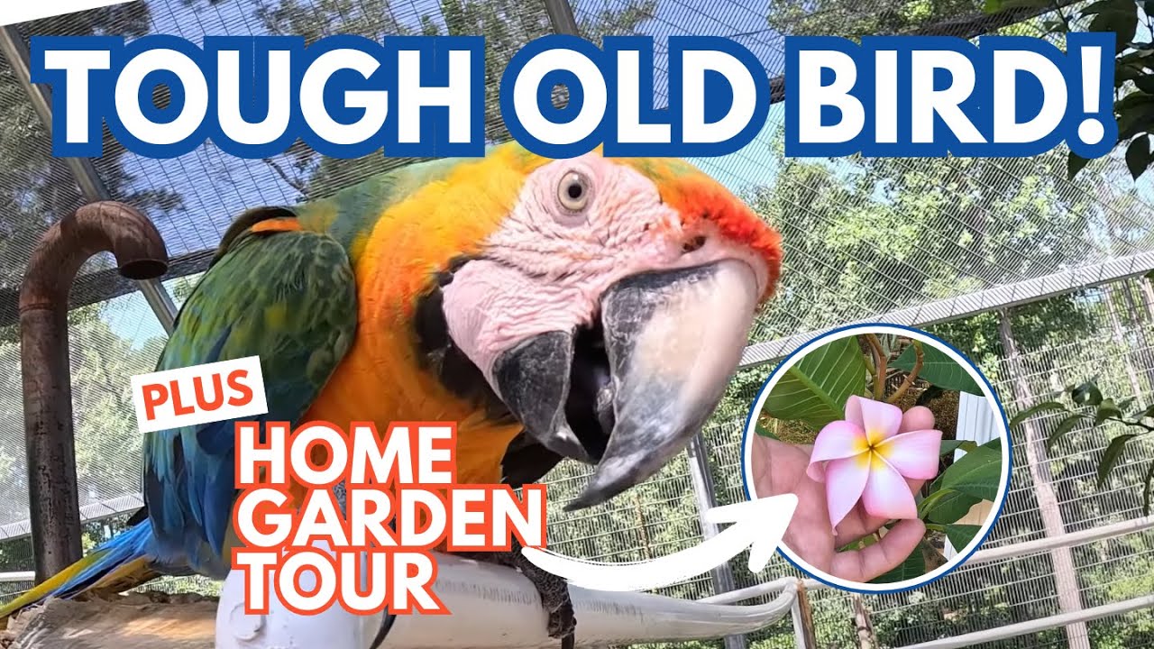 Larry the Macaw's Big Comeback, Plus Garden Surprises!