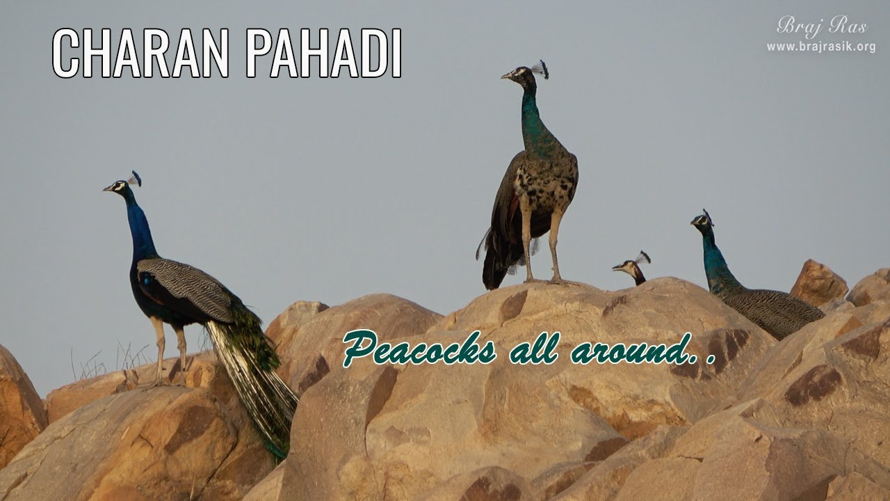 Peacocks Everywhere at Charan Pahadi | Kamavan | Shri Krishna’s Feet Darshan