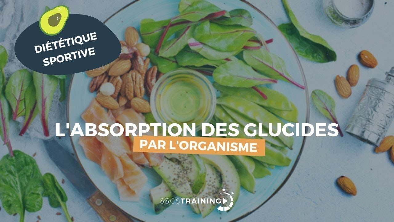 L'absorption des glucides par l'organisme