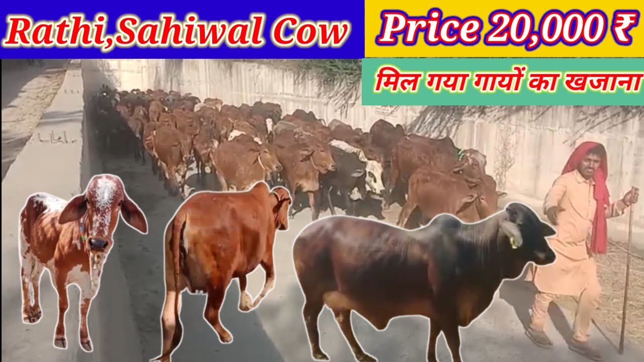 Rathi, Sahiwal Cow, Price 20,000 ₹,मिल गया गायों का खजाना @PremAgroFarm