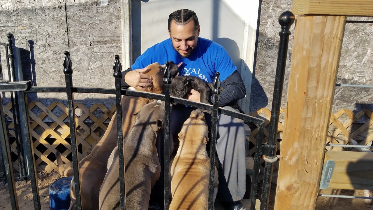 "A morning at Royal Kennels" All our American Bullys play and dont fight