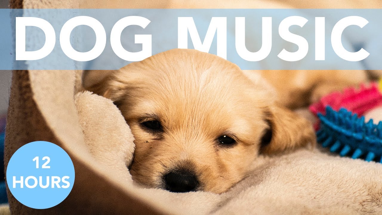 12 HOURS of Calming Music for Dogs! Soothe Anxiety!