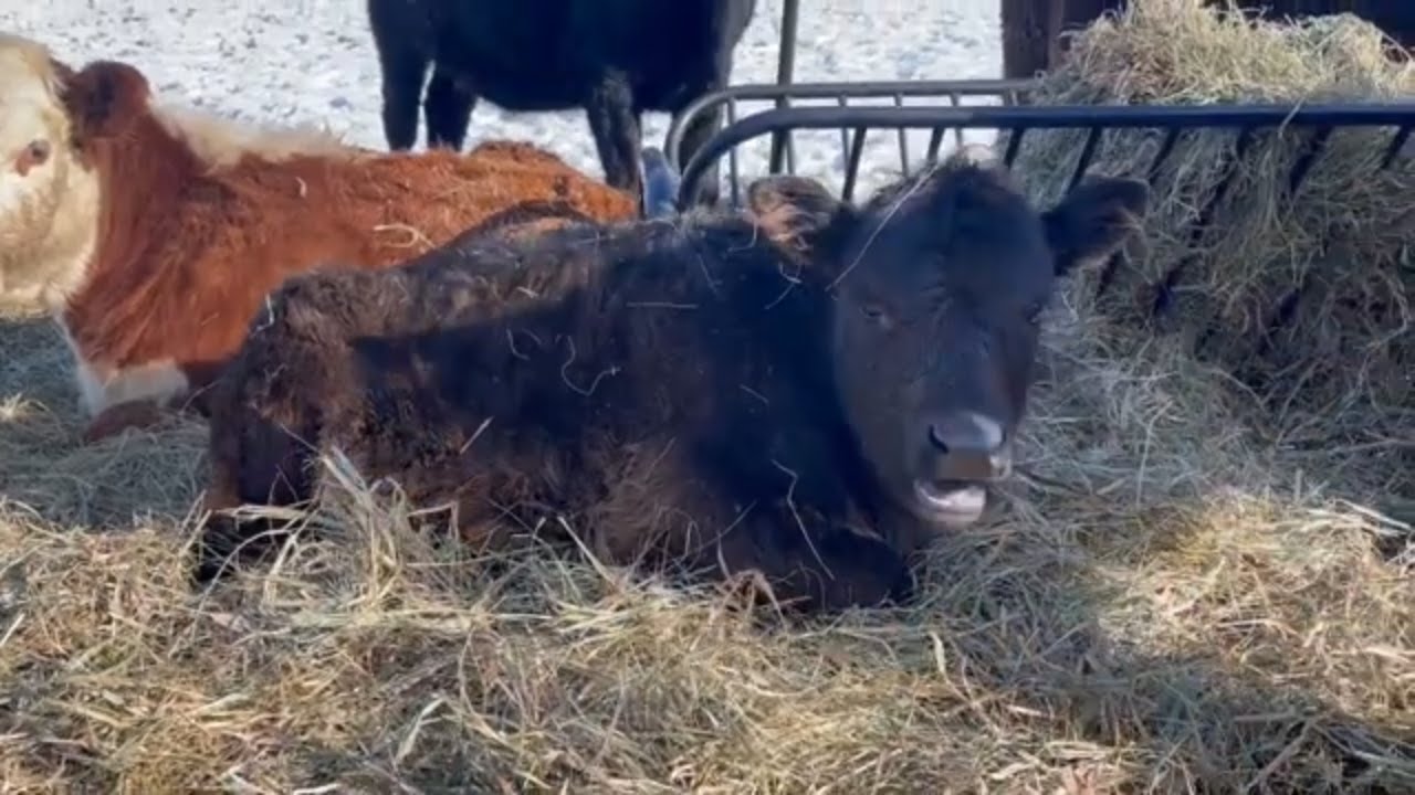 Calf update on the jersey heifer that visited the homestead | Belted Galloway Homestead