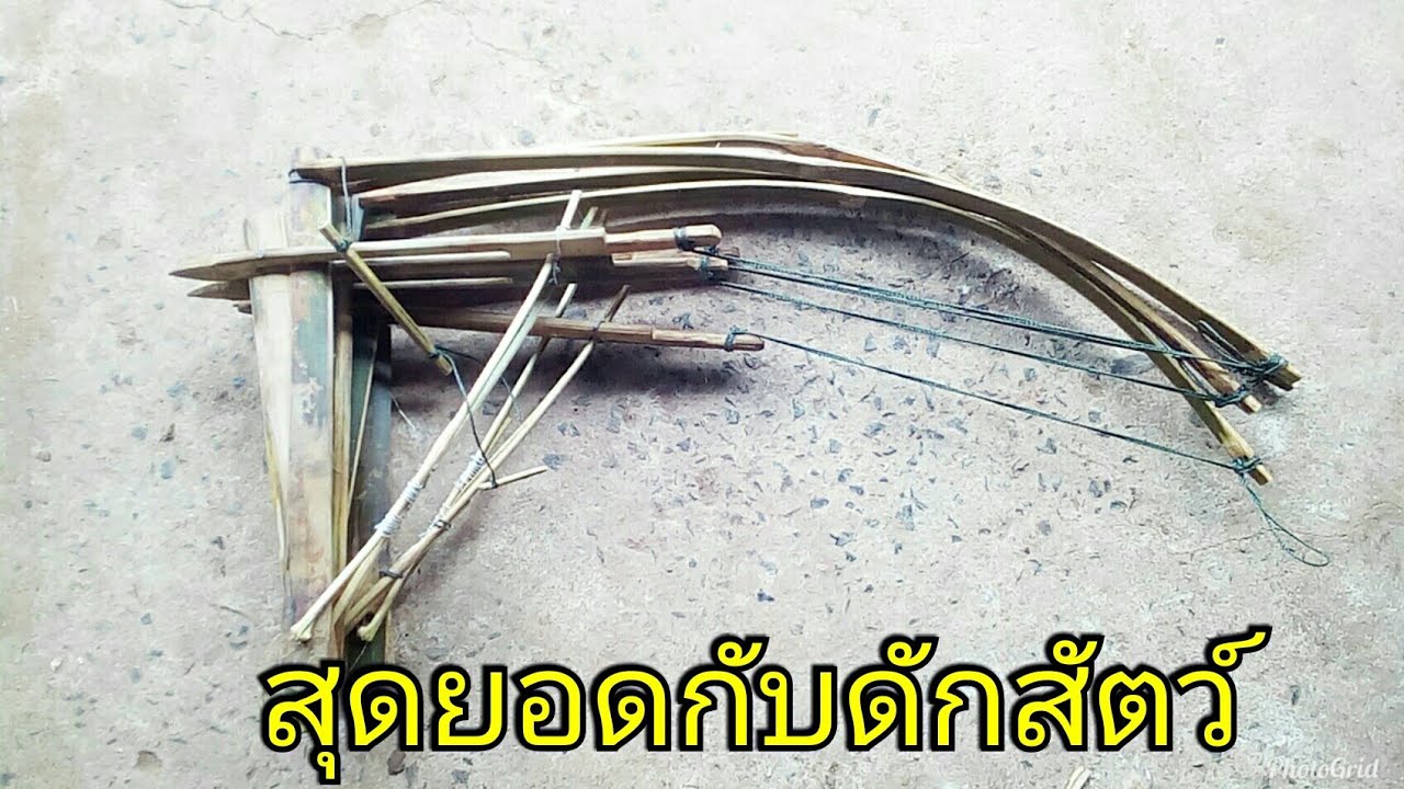 #วิธีทำกับดักสัตว์ง่ายๆ