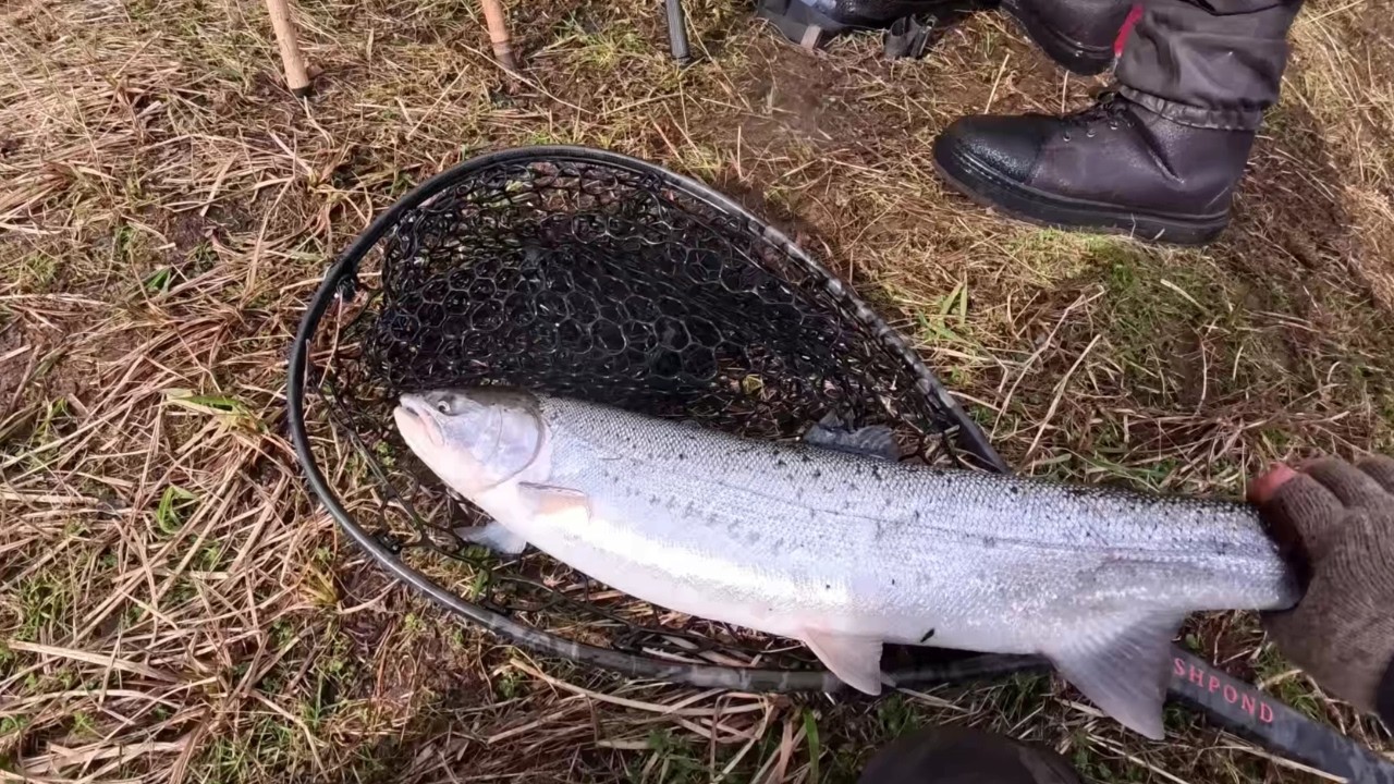 Хромированная блесна Chrome Winter Steelhead R&B! (Уловлено несколько рыб)