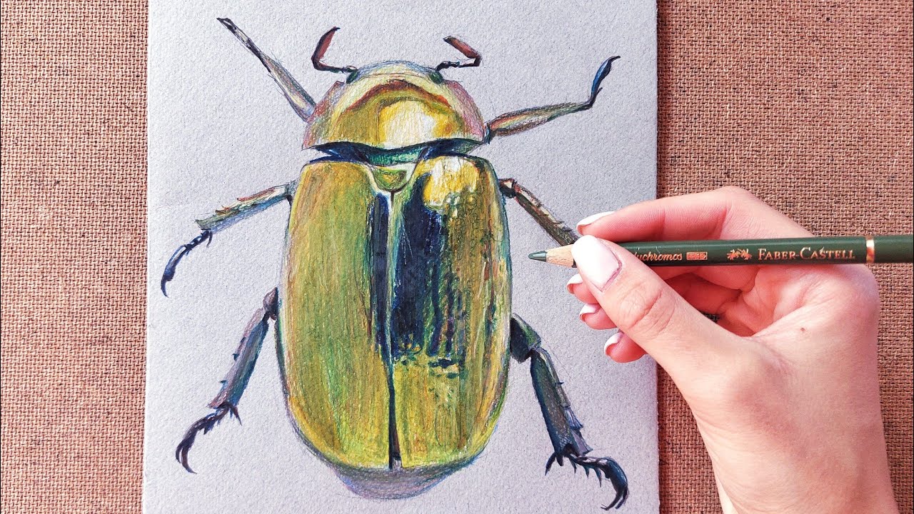 How To Draw A Realistic Beetle 😱 | Insect Drawing | Faber Castell Polychromos Drawing