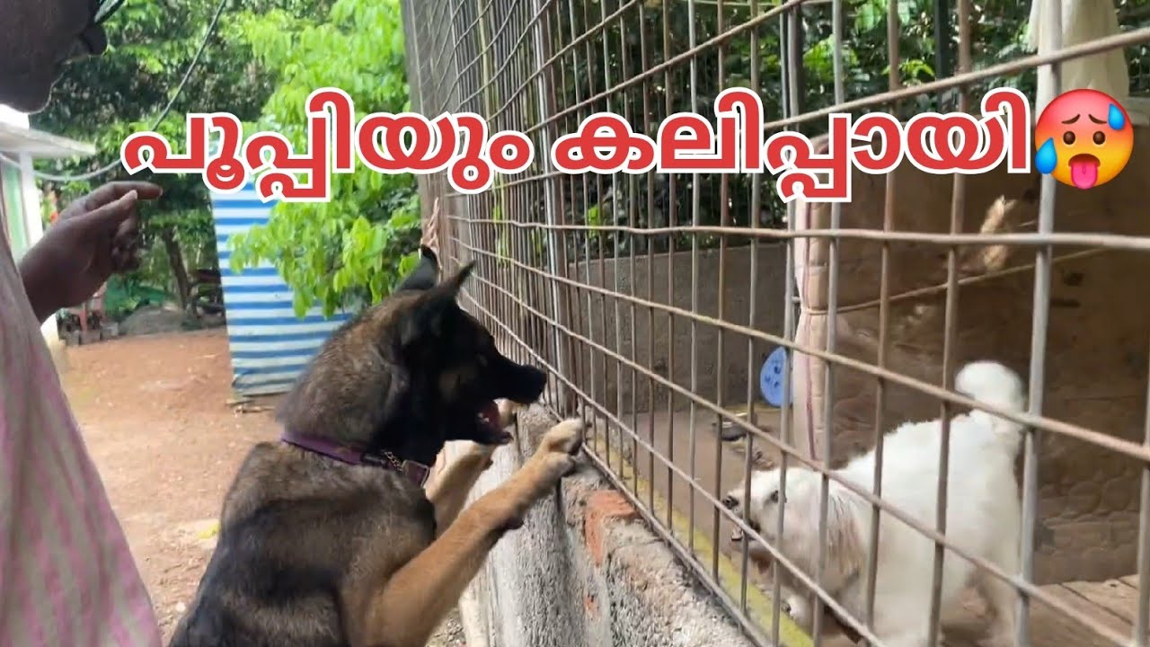 ലൈക്കയും പൂപ്പിയും നേർക്കുനേർ|Leo|Laika|Chottuz|Dileepkumar 