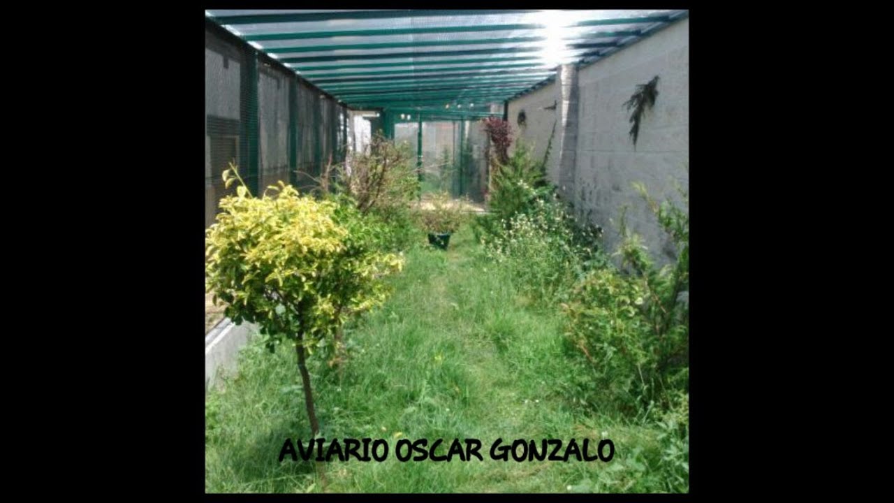 CONSTRUCCION DE UNA GRAN VOLADERA O PAJARERA , AVIARIO OSCAR GONZALO