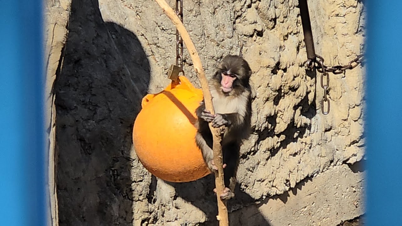 Exclusive! Punch the monkey in playful mode! #punch #monkey #japan #cute #パンチ #パンチくん #がんばれパンチ #かわいい 
