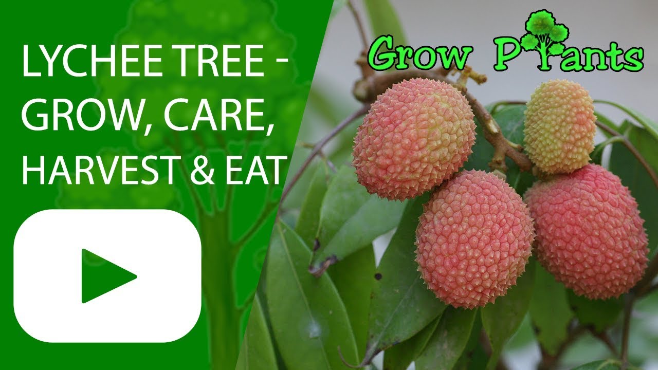 Lychee tree - grow, care, harvest & eat (a lot of fruits)