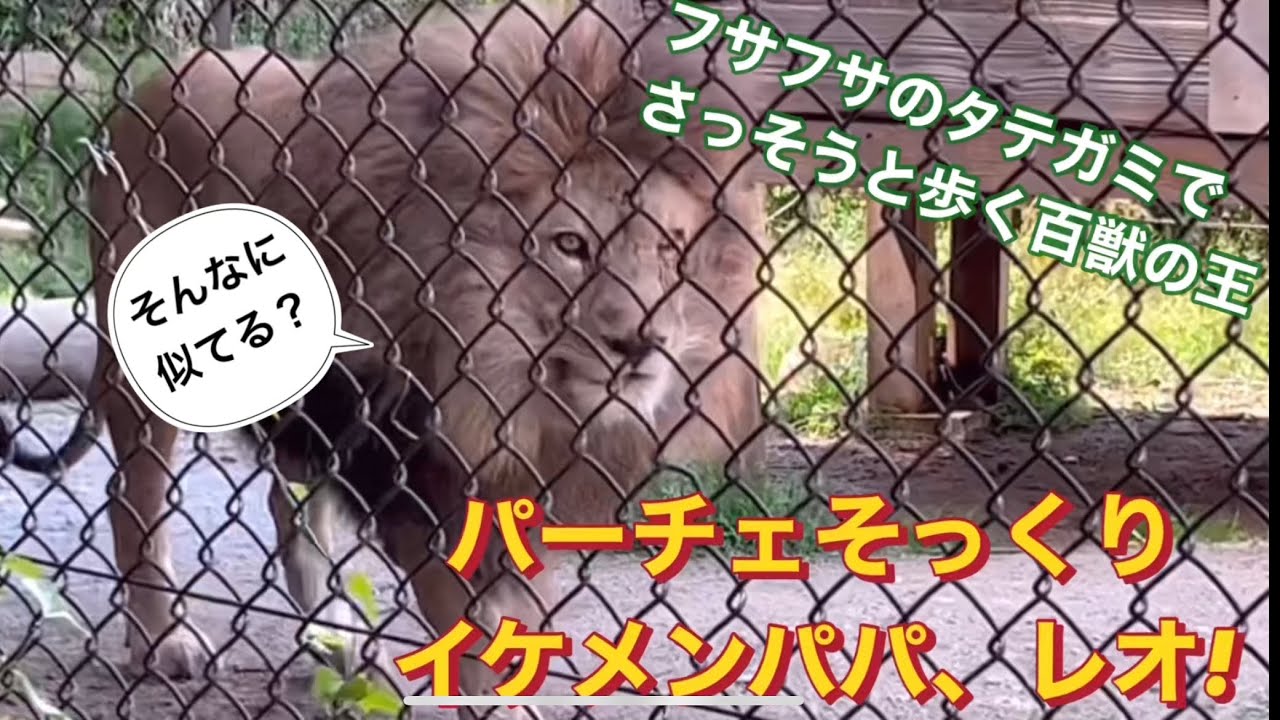 【とくしま動物園】イケメンパパ「レオ」と交代の時間です！#とくしま動物園#パーチェ#ライオン