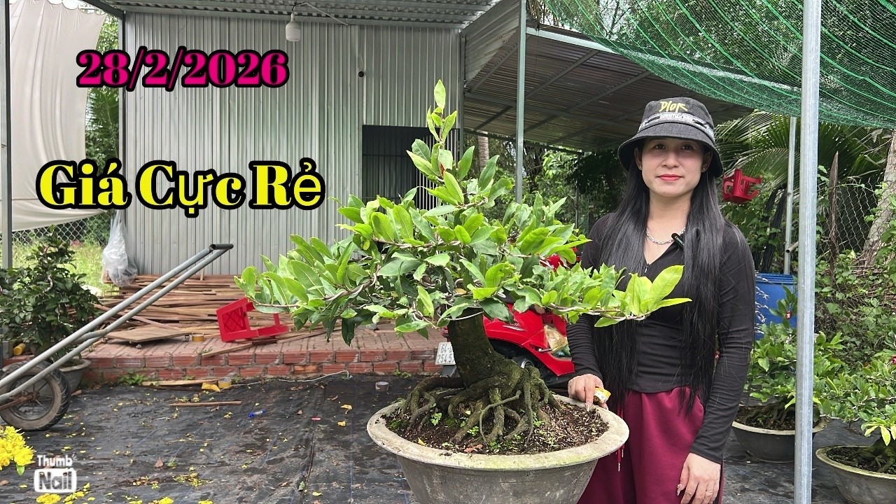 GIÁ CỰC RẺ - 28/2/2026 Vườn Mai Tuyết Ngân