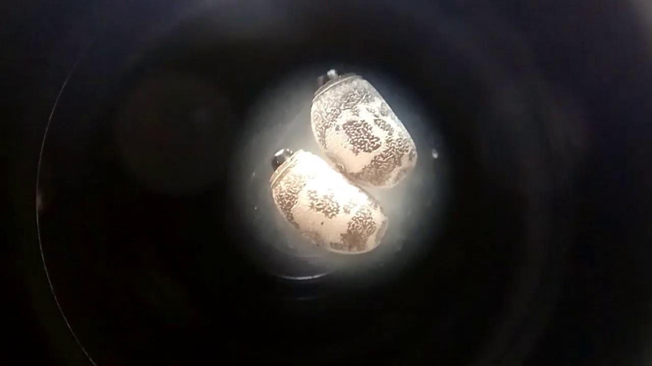 HUEVOS DE INSECTOS PALO vistos muy de cerca 🦗
