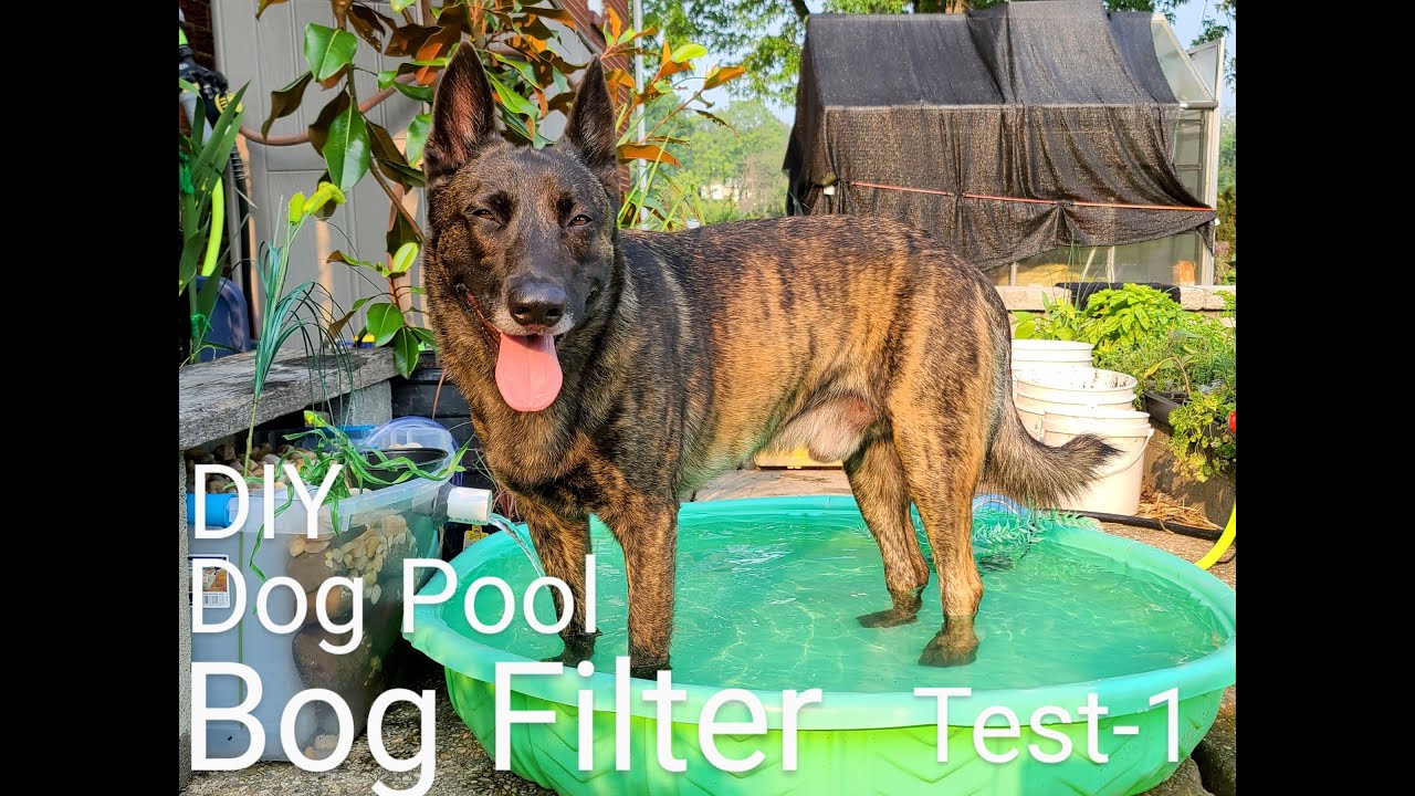DIY Dog Pool with Bog Filter _ Test - 1