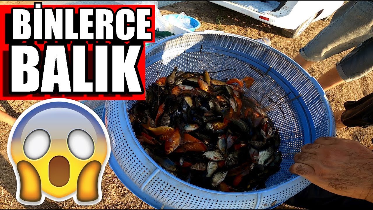Akvaryum Balık Çiftliğinde Balık Nasıl Çıkarılır ?