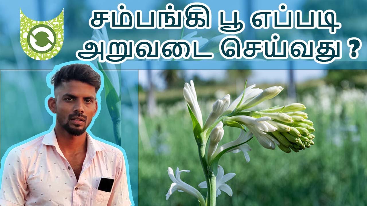 Tuberose : Sampangi Flower Harvesting | சம்பங்கி பூ அறுவடை | Flower | #syncufarm