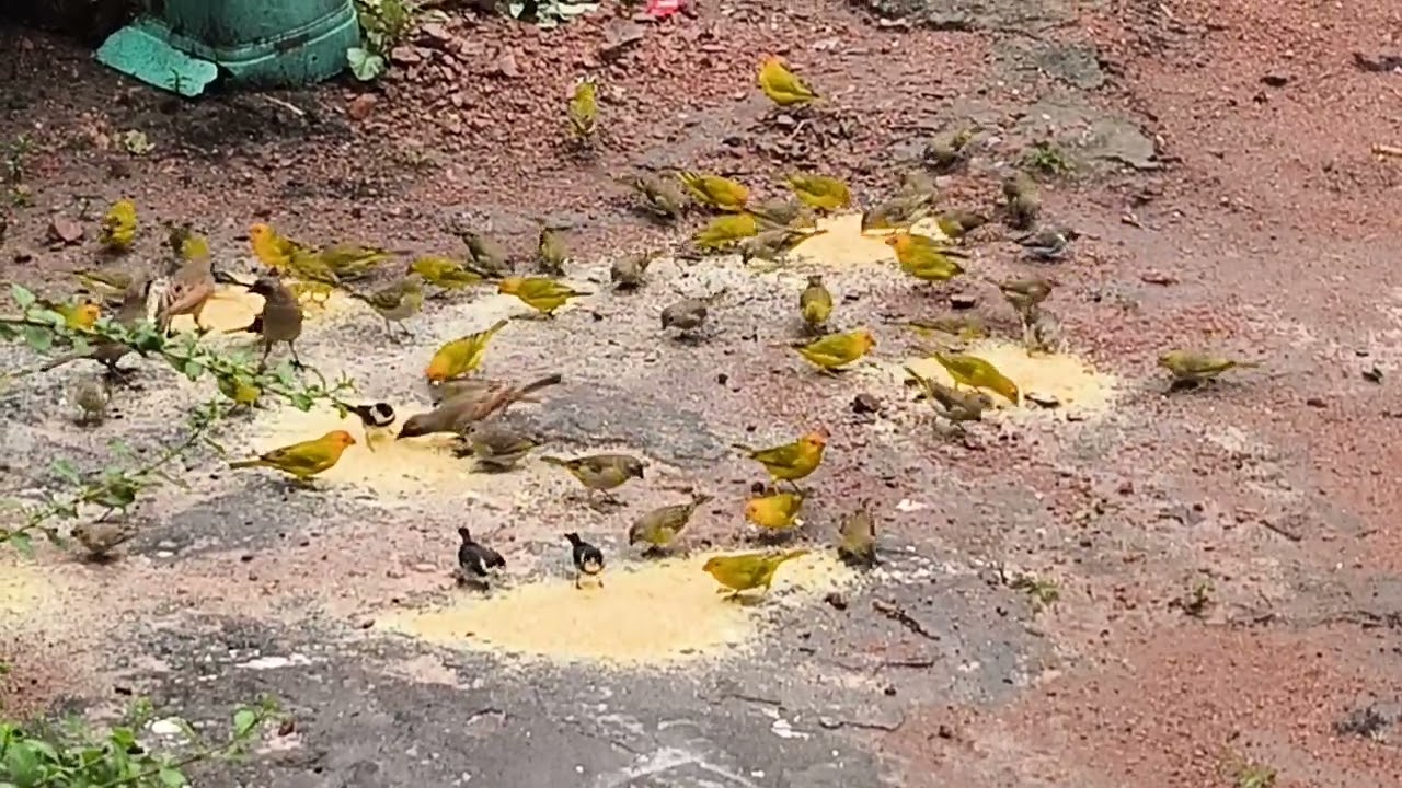 Meus passarinhos 