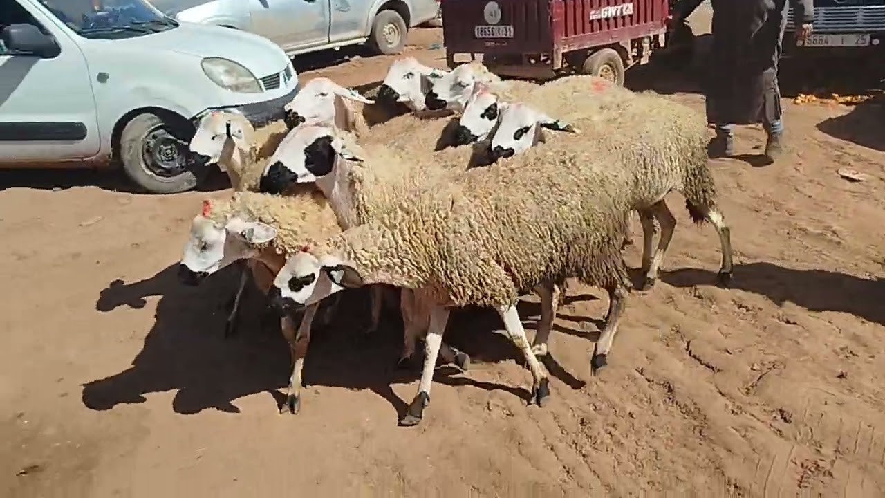 بسم الله نشارك معاكم 11حولية أنوك گرگاع معروضة للبيع بتاريخ 12/3/2026//0643853375
