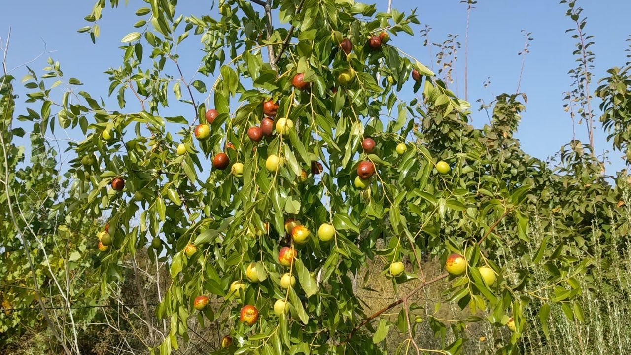 Azufaifo en el huerto - Su quinto año