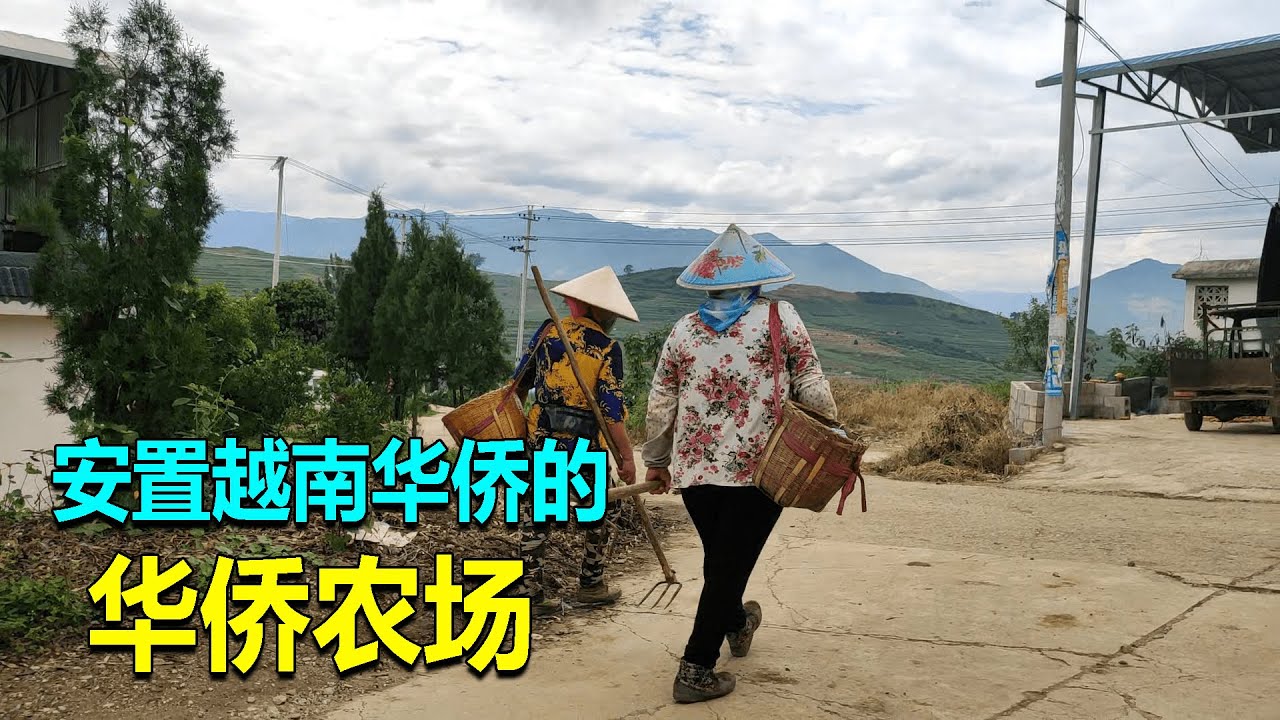 149七十年代很多华人被迫回国，集中生活在华侨农场，当年发生了什么？