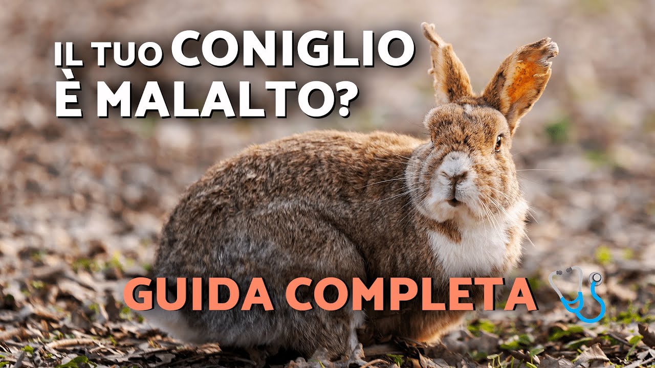 GUIDA completa: SEGNALI DI ALLARME per la salute del CONIGLIO 🩺🐇🚨 10 SINTOMI critici!