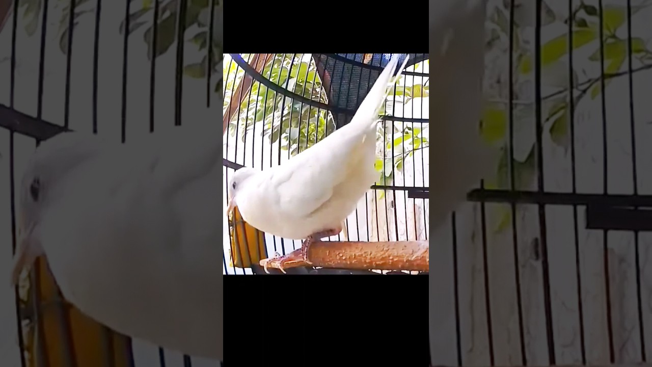 Perkutut putih kapas bekur suara besar