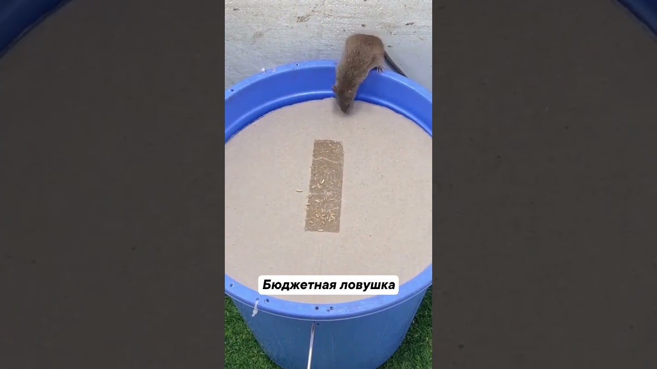 Бюджетная Ловушка.......