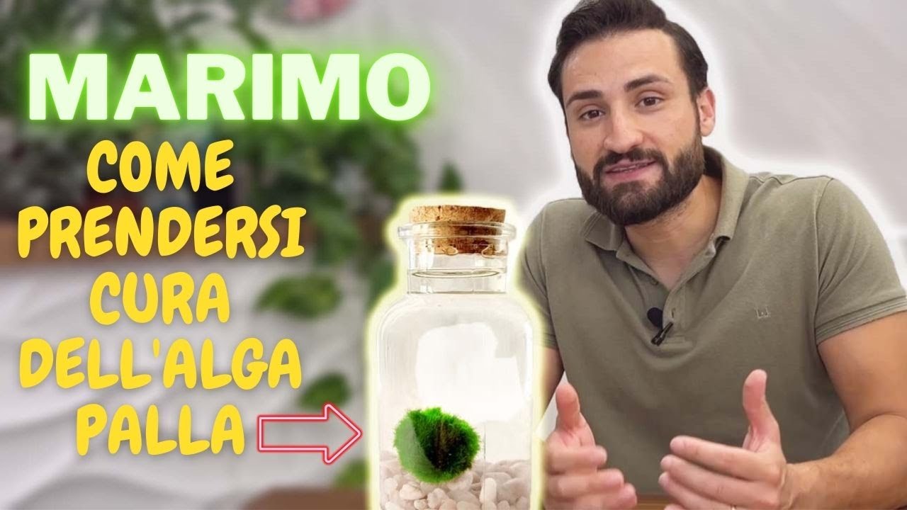 |MARIMO| l'alga palla degli innamorati, come prendersi cura del marimo