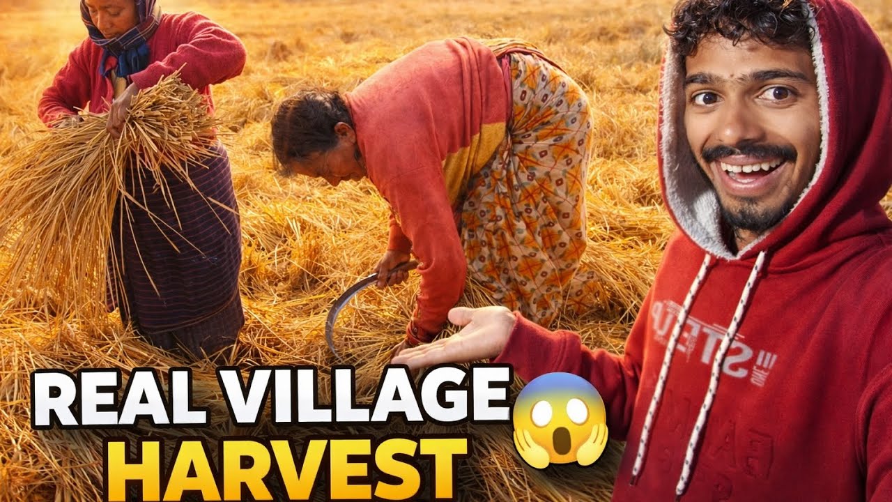 Real Village Harvest 😱🥰 | গ্রামের আসল ফসল কাটার দৃশ্য🌾🌾||Sundarban village life #sundarbanfamilylife
