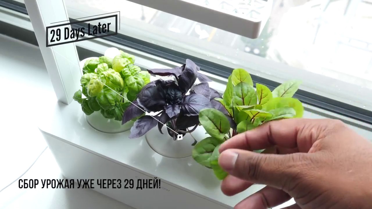 Выращивание в домашних условиях | Geek Огород: обзор Click & Grow