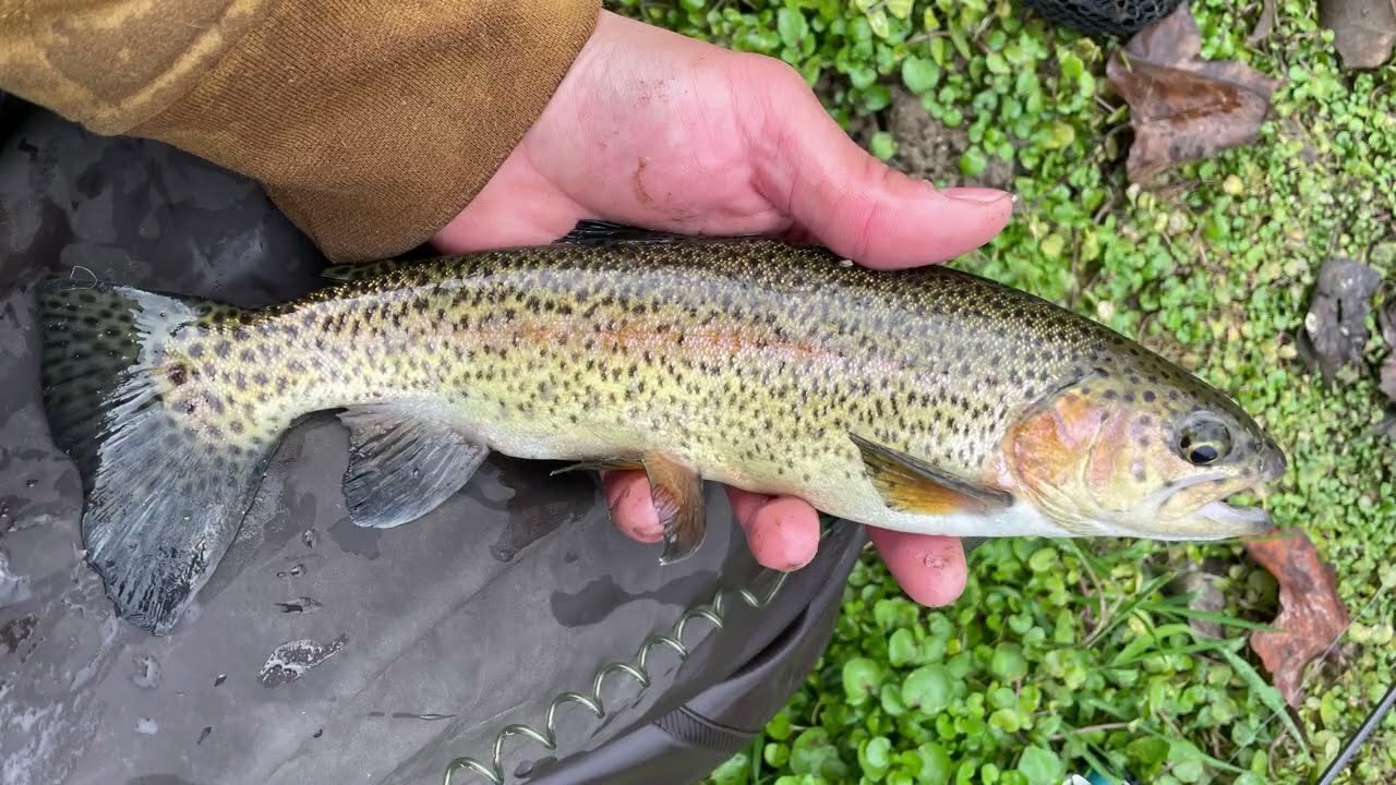 Hunting Trout In Iowa Drifltess Part 3