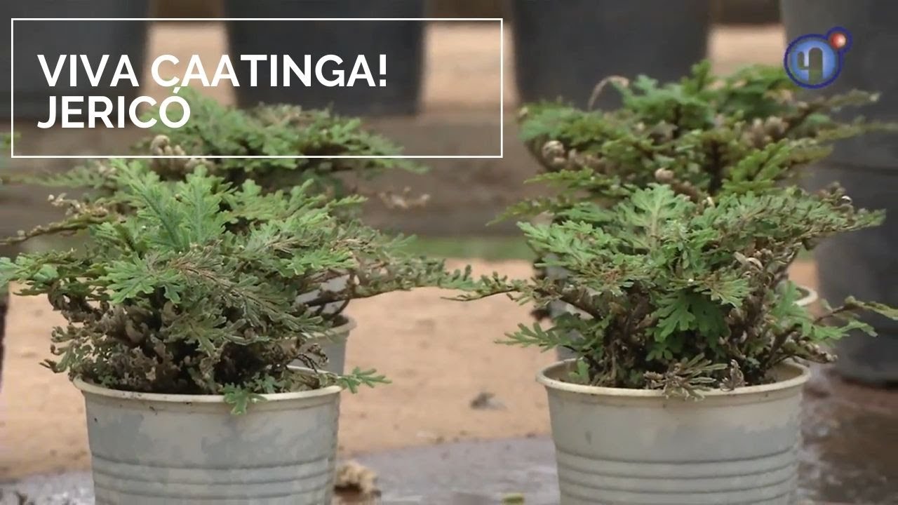 Viva Caatinga! Jericó