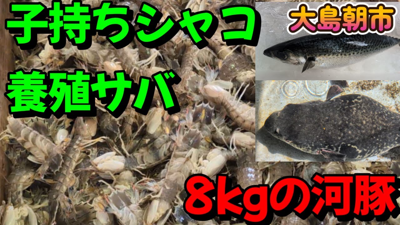 【漁港朝市】今年もシャコのシーズンなので笠岡の朝市へ行って来た！