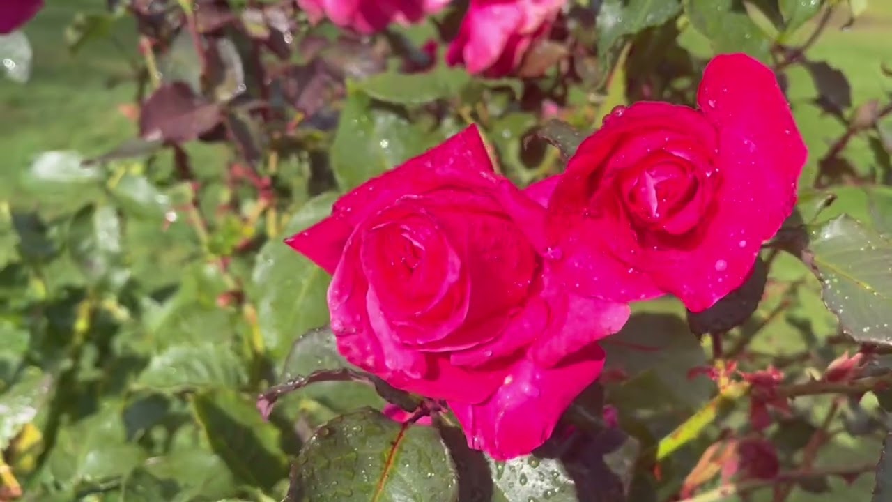Beautiful, unique roses, Bariloche, Argentina