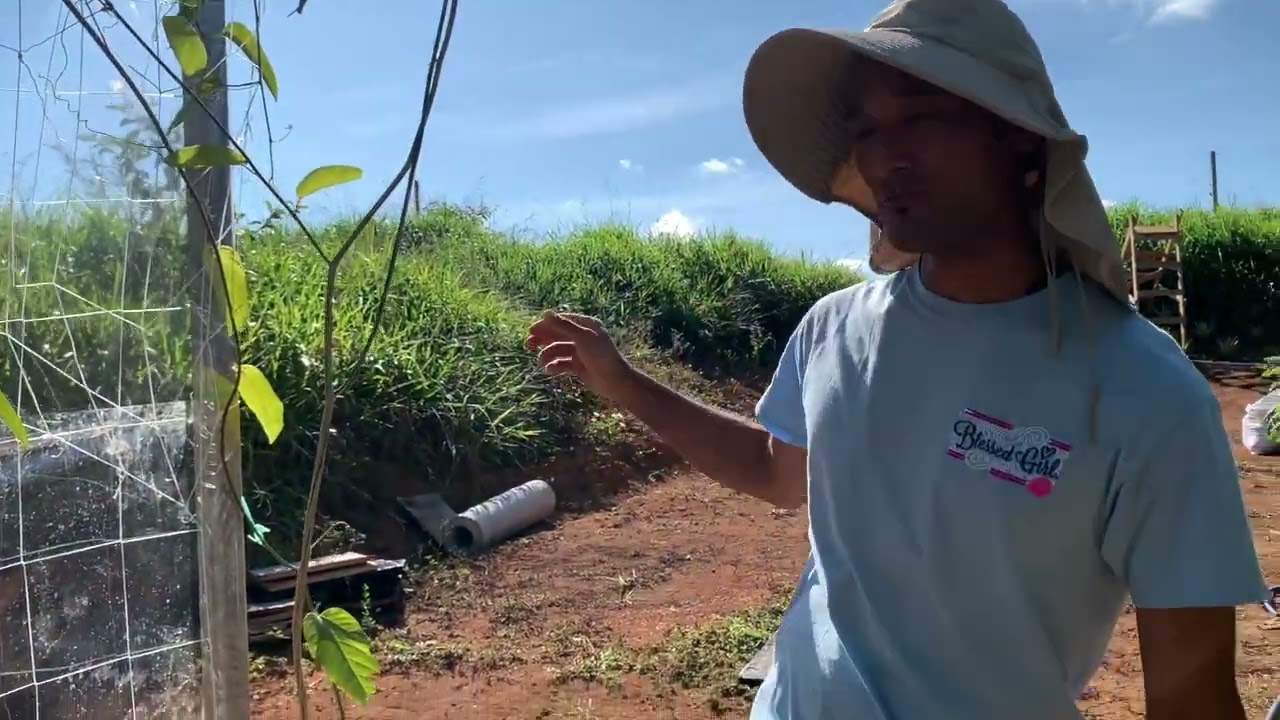 WHAT CAN YOU GROW DURING THE DRY SEASON IN COSTA RICA? OUR COSTA RICAN FARM PROGRESS FEB'24