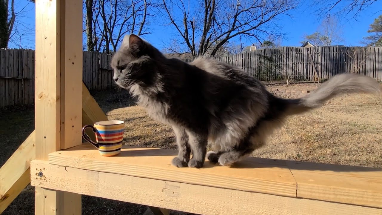 watch - coffee with my outdoor cats - a beautiful sunny morning - furr cat love video entertainment 