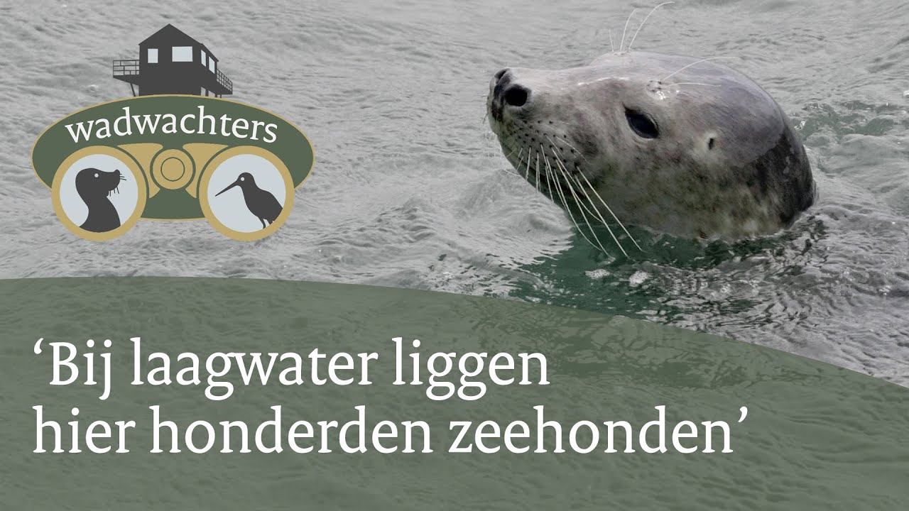 Dit eiland in de Waddenzee bestaat maar een paar uur per dag | Wadwachters | #2