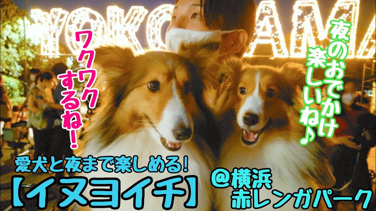 【シェルティ】まるでシェルティオフ会!? 犬夜市(イヌヨイチ)＠横浜赤レンガパークに行ってきました♪ We met many  shelties at a dog-friendly event