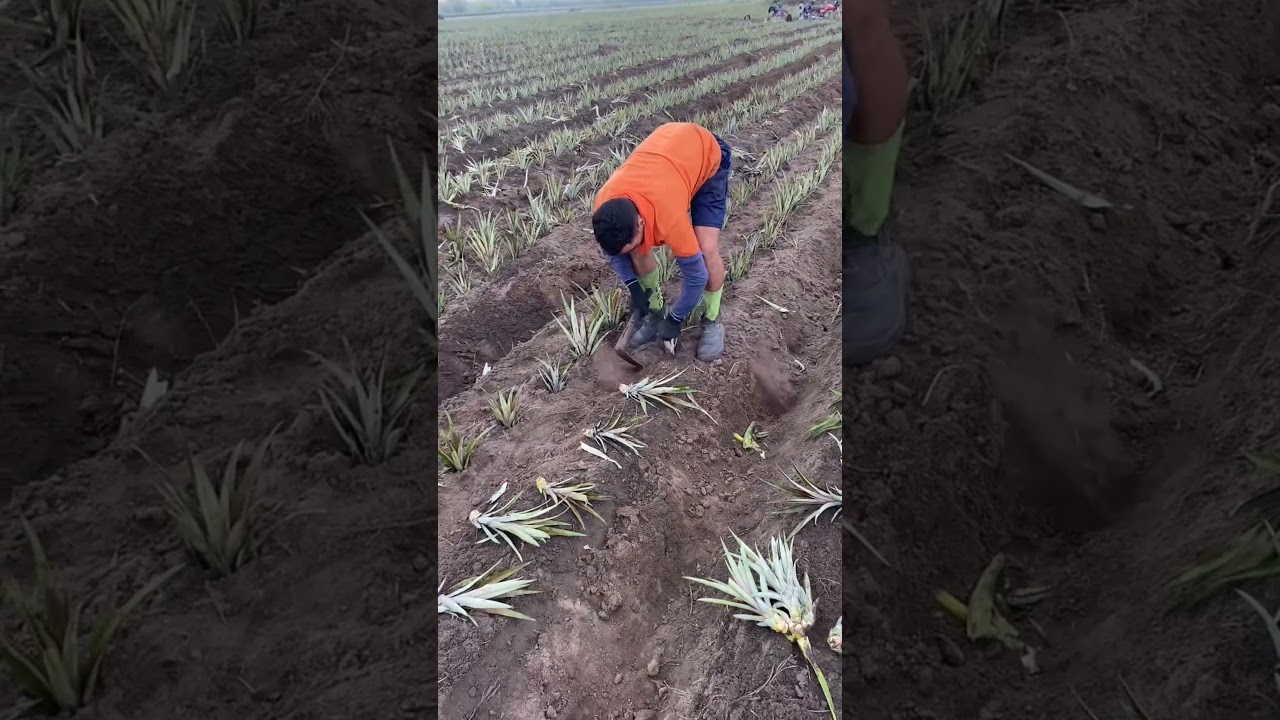 plantando abacaxi no m&aacute;ximo