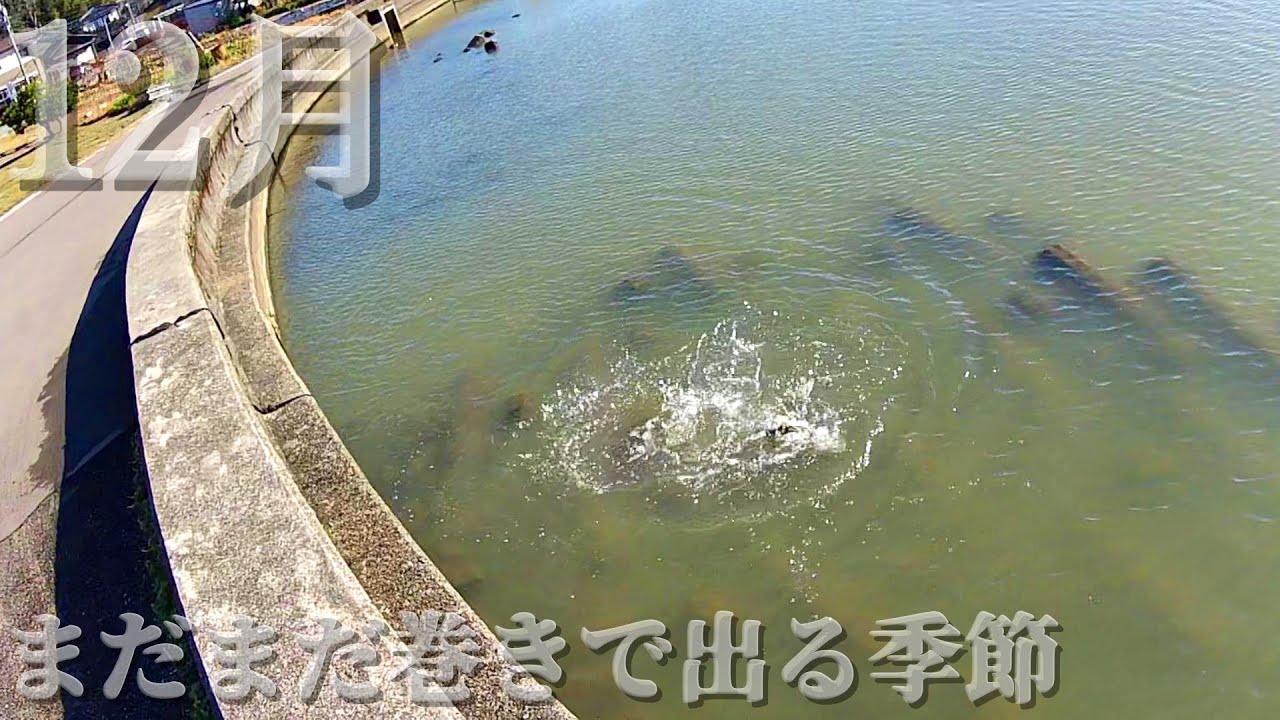 【bassfishing】巻きで喰わせる