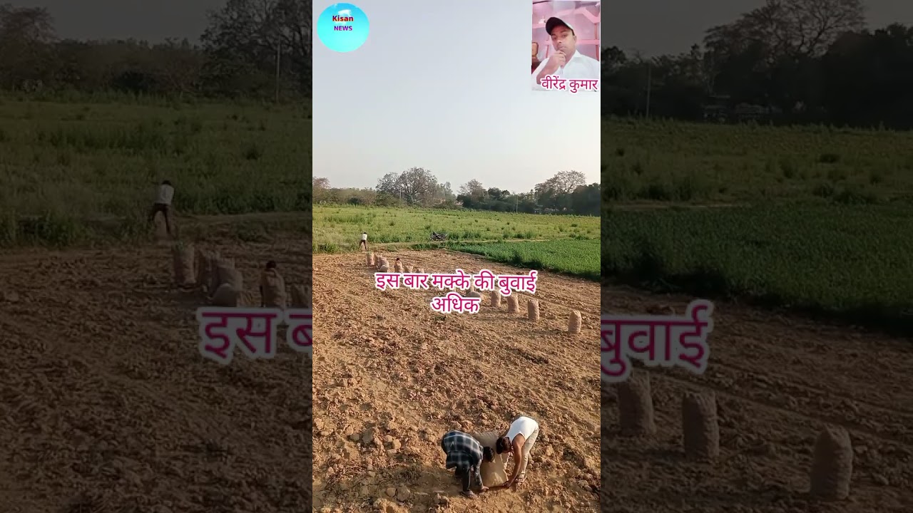 हमारे आलू की खुदाई समाप्ति की ओर#किसान न्यूज ए टू जेड 