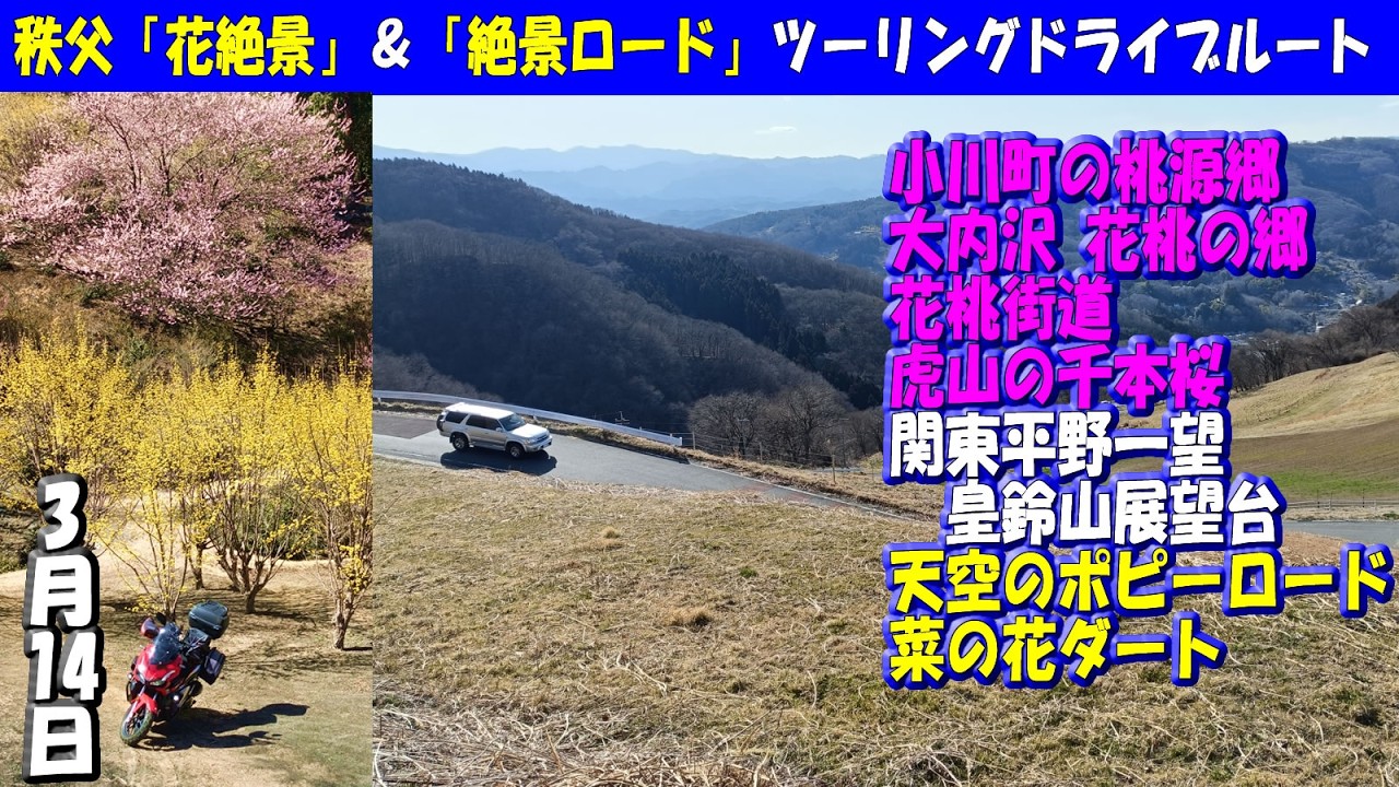 開花状況＆絶景【秩父・小川町】春の桃源郷・花桃の郷花桃街道バイクツーリング＆ドライブルート！3月14日撮影