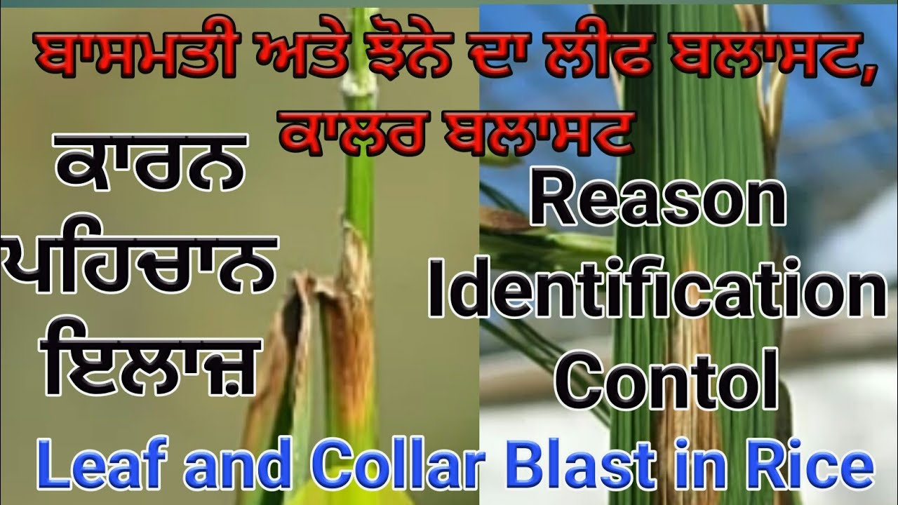 leaf and Collar blast disease of Rice by Shergill Markhai