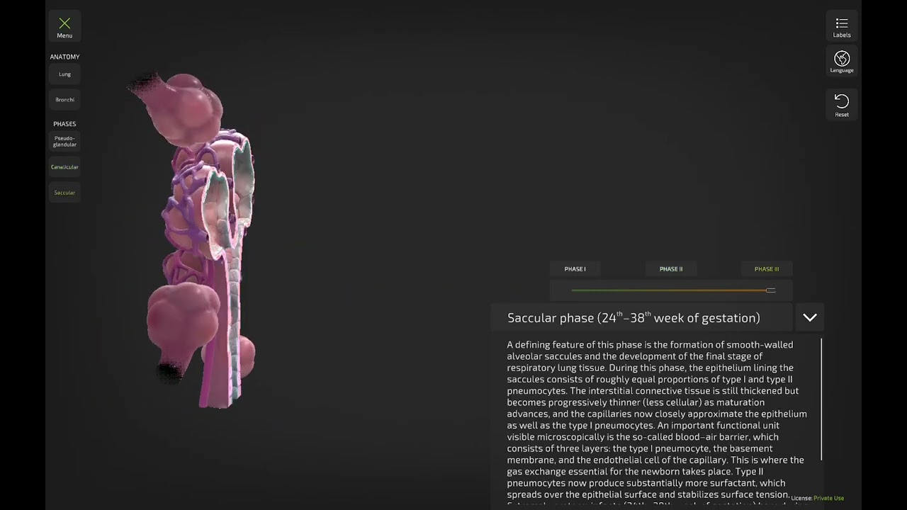 تشريح الرئة مرحلة أولى 🫁#biology #anatomy #جديد #medicalstudent #اكسبلور 